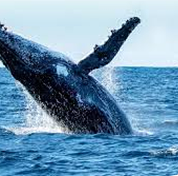 Whale Watching